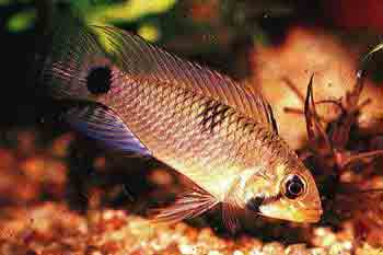 Apistogramma hippolytae